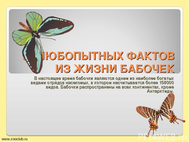 50 ЛЮБОПЫТНЫХ ФАКТОВ ИЗ ЖИЗНИ БАБОЧЕК В настоящее время бабочки являются одним из наиболее богатых видами отрядов насекомых, в котором насчитывается более 158000 видов. Бабочки распространены на всех континентах, кроме Антарктиды. www.zooclub.ru