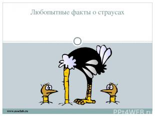 Любопытные факты о страусах www.zooclub.ru http://www.zooclub.ru/world/?id=12262