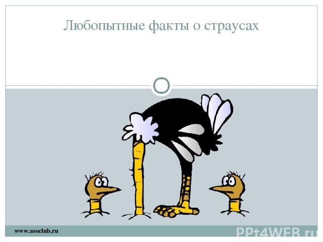 Любопытные факты о страусах www.zooclub.ru http://www.zooclub.ru/world/?id=122622.shtml