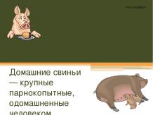 43 любопытных фактов о свиньях