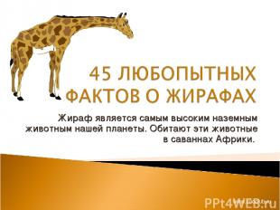Жираф является самым высоким наземным животным нашей планеты. Обитают эти животн