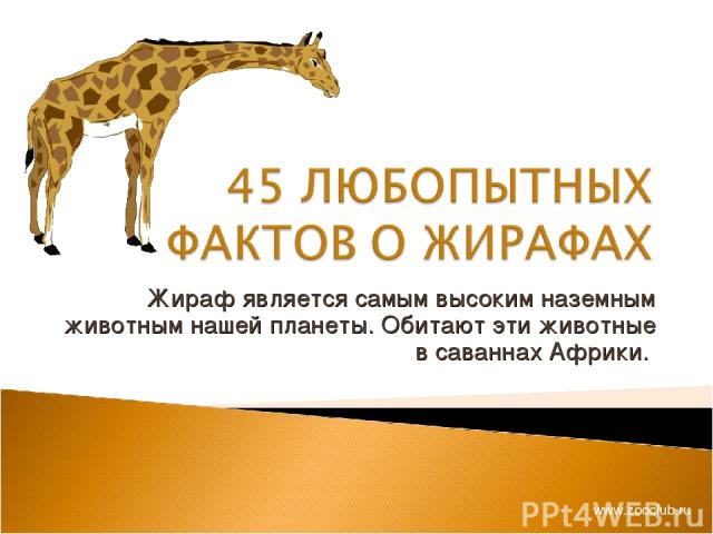Жираф является самым высоким наземным животным нашей планеты. Обитают эти животные в саваннах Африки. www.zooclub.ru