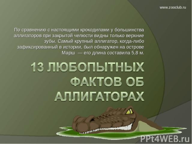 По сравнению с настоящими крокодилами у большинства аллигаторов при закрытой челюсти видны только верхние зубы. Самый крупный аллигатор, когда-либо зафиксированный в истории, был обнаружен на острове Марш — его длина составила 5,8 м. www.zooclub.ru