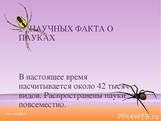 24 НАУЧНЫХ ФАКТА О ПАУКАХ В настоящее время насчитывается около 42 тысяч видов. Распространены пауки повсеместно. www.zooclub.ru http://zooclub.ru/fakty/o_paukah.shtml