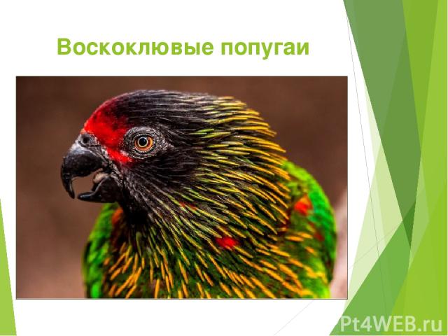 Воскоклювые попугаи