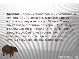 Кашалот – одно из самых больших животных на планете. Самцы способны вырастать до