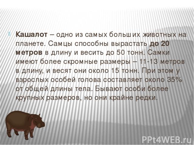 Кашалот – одно из самых больших животных на планете. Самцы способны вырастать до 20 метров в длину и весить до 50 тонн. Самки имеют более скромные размеры – 11-13 метров в длину, и весят они около 15 тонн. При этом у взрослых особей голова составляе…