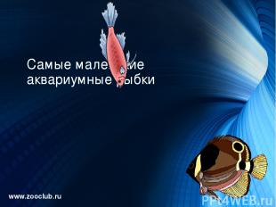 Самые маленькие аквариумные рыбки www.zooclub.ru http://zooclub.ru/samye/malenki