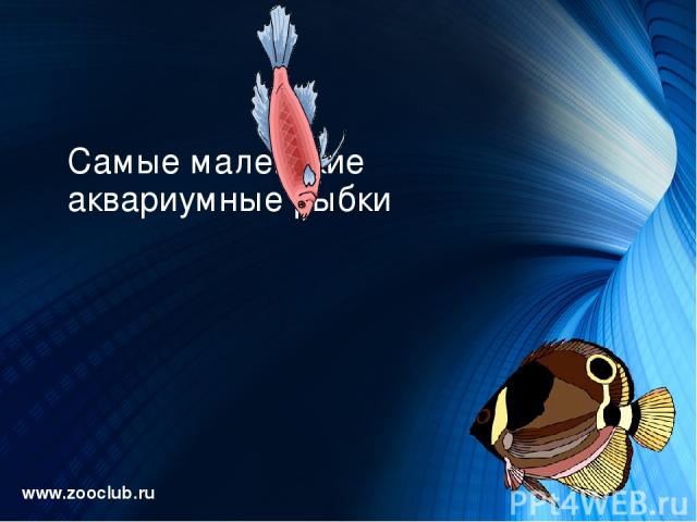 Самые маленькие аквариумные рыбки www.zooclub.ru http://zooclub.ru/samye/malenkie_nano_rybki.shtml