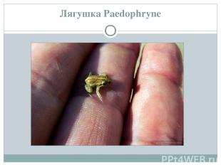Лягушка Paedophryne