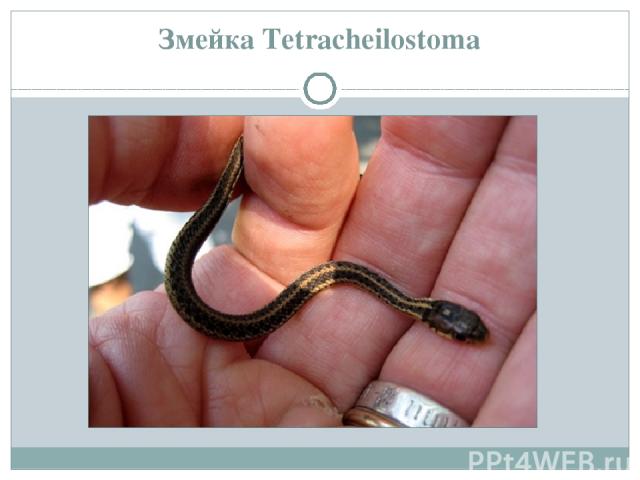 Змейка Tetracheilostoma
