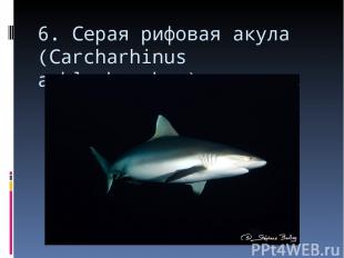 6. Серая рифовая акула (Carcharhinus amblyrhynchos)