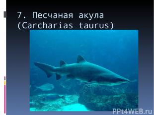 7. Песчаная акула (Carcharias taurus)