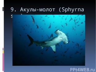 9. Акулы-молот (Sphyrna sp.)
