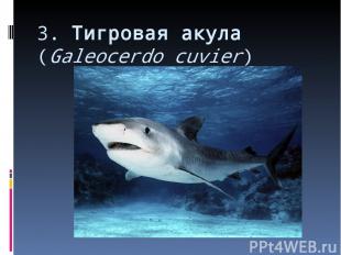 3. Тигровая акула (Galeocerdo cuvier)