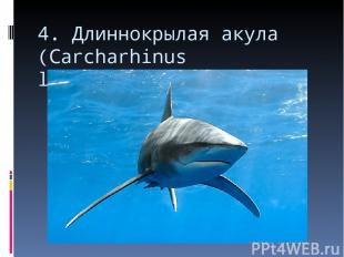 4. Длиннокрылая акула (Carcharhinus longimanus)