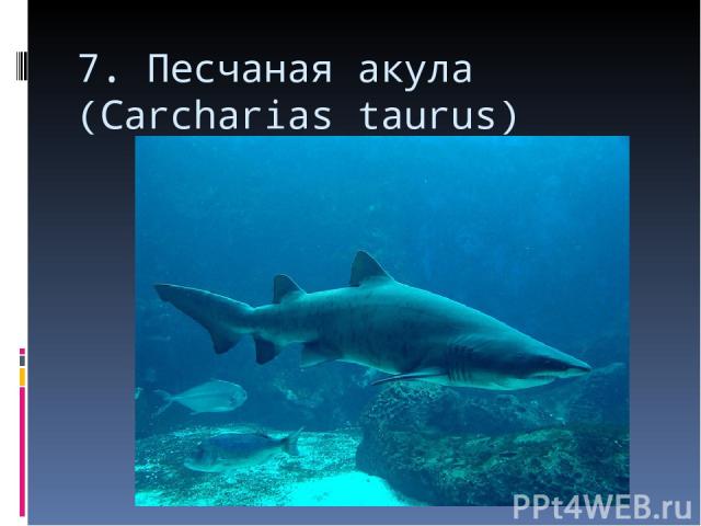 7. Песчаная акула (Carcharias taurus)