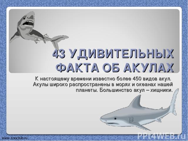 43 УДИВИТЕЛЬНЫХ ФАКТА ОБ АКУЛАХ К настоящему времени известно более 450 видов акул. Акулы широко распространены в морях и океанах нашей планеты. Большинство акул – хищники. www.zooclub.ru