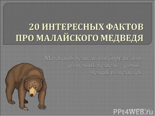 Малайский медведь, или бируанг, или солнечный медведь - самый мелкий из медведей www.zooclub.ru