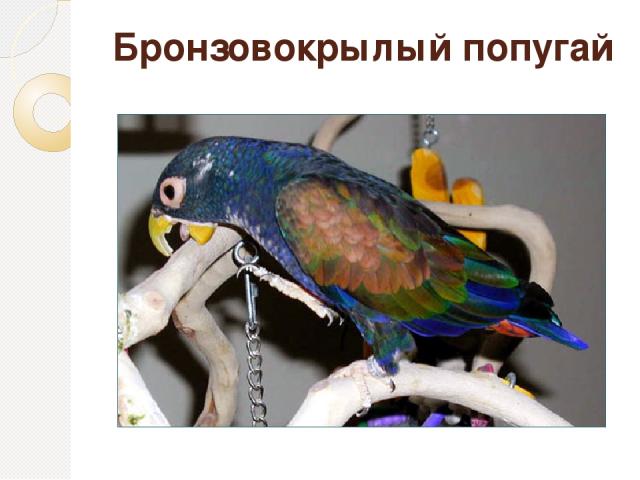 Бронзовокрылый попугай