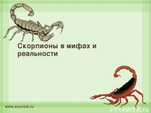 Скорпионы в мифах и реальности www.zooclub.ru http://www.zooclub.ru/chlen/pauk/1