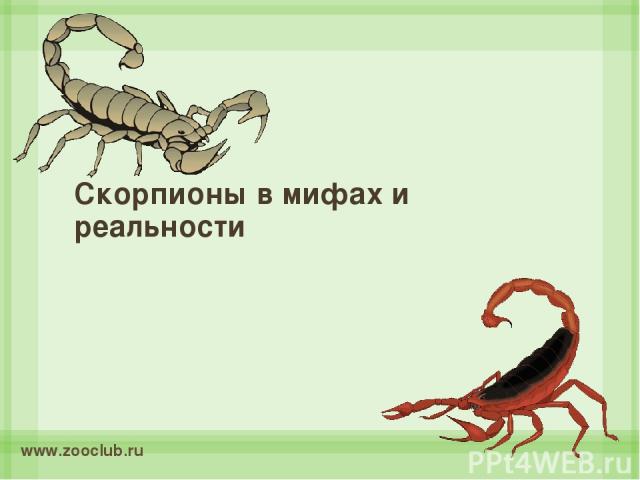 Скорпионы в мифах и реальности www.zooclub.ru http://www.zooclub.ru/chlen/pauk/12.shtml