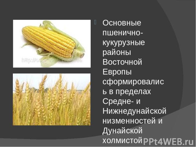 Основные пшенично-кукурузные районы Восточной Европы сформировались в пределах Средне- и Нижнедунайской низменностей и Дунайской холмистой равнины (Венгрия, Румыния, Болгария). Наибольших успехов в зерноводстве добилась Венгрия.