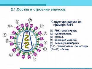 2.1.Состав и строение вирусов. Структура вируса на примере ВИЧ (1) РНК-геном вир