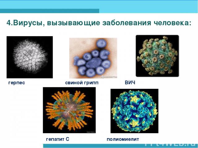 4.Вирусы, вызывающие заболевания человека: герпес свиной грипп ВИЧ гепатит С полиомиелит