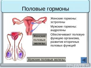 Половые гормоны Женские гормоны: эстрогены Мужские гормоны: андрогены Обеспечива