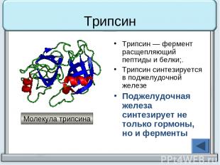 Трипсин Трипсин — фермент расщепляющий пептиды и белки;. Трипсин синтезируется в