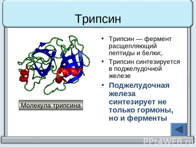 Трипсин Трипсин — фермент расщепляющий пептиды и белки;. Трипсин синтезируется в поджелудочной железе Поджелудочная железа синтезирует не только гормоны, но и ферменты Молекула трипсина