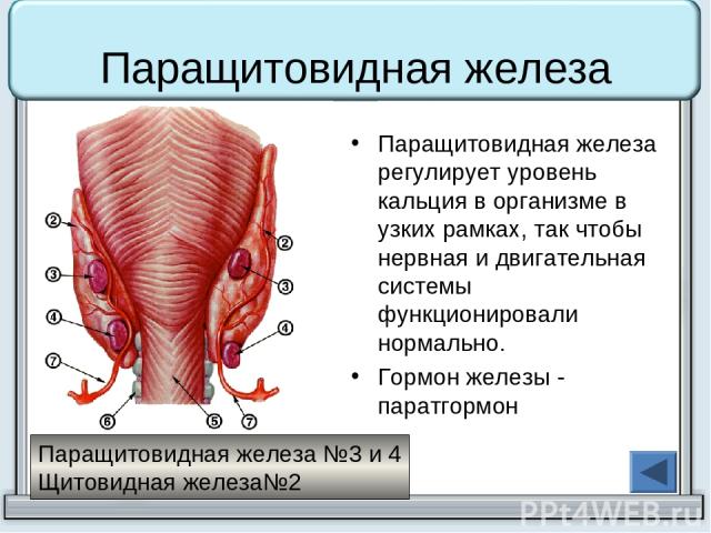 Паращитовидная железа Паращитовидная железа регулирует уровень кальция в организме в узких рамках, так чтобы нервная и двигательная системы функционировали нормально. Гормон железы - паратгормон Паращитовидная железа №3 и 4 Щитовидная железа№2