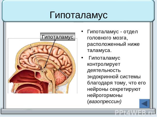 Гипоталамус Гипоталамус - отдел головного мозга, расположенный ниже таламуса. Гипоталамус контролирует деятельность эндокринной системы благодаря тому, что его нейроны секретируют нейрогормоны (вазопрессин) Гипоталамус
