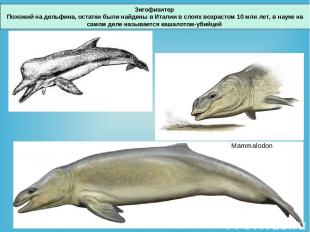 Зигофизитер Похожий на дельфина, остатки были найдены в Италии в слоях возрастом
