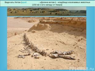 Вади-аль-Хитан (араб. وادي الحيتان , «Долина китов») - кладбище ископаемых живот