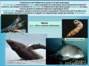 Современые китообразные делятся на два подотряда: Усатые киты, отличающиеся усам