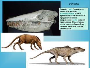 Pakicetus Пакицет ( лат. Pakicetus) — вымершее хищное млекопитающее. Самый древн