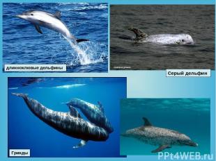 Гринды Серый дельфин длинноклювые дельфины