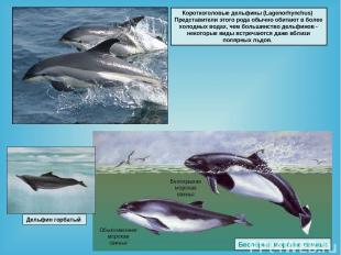 Короткоголовые дельфины (Lagenorhynchus) Представители этого рода обычно обитают
