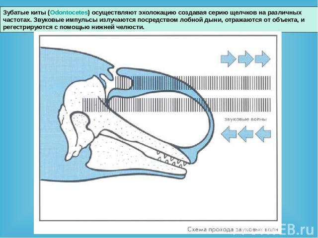 Зубатые киты (Odontocetes) осуществляют эхолокацию создавая серию щелчков на различных частотах. Звуковые импульсы излучаются посредством лобной дыни, отражаются от объекта, и регестрируются с помощью нижней челюсти.