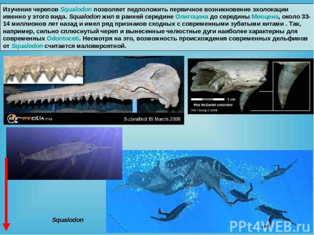 Изучение черепов Squalodon позволяет педположить первичное возникновение эхолокации именно у этого вида. Squalodon жил в ранней середине Олигоцена до середины Миоцена, около 33-14 миллионов лет назад и имел ряд признаков сходных с современными зубат…
