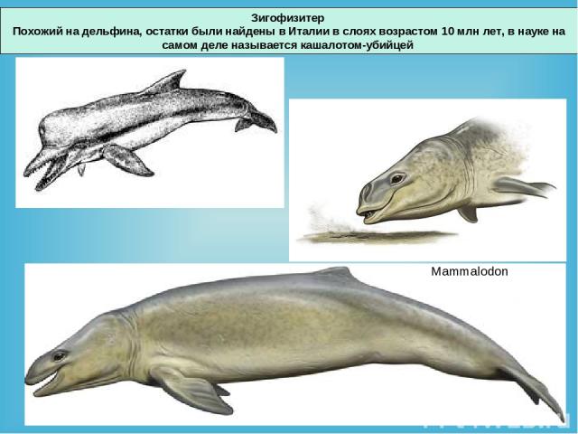Зигофизитер Похожий на дельфина, остатки были найдены в Италии в слоях возрастом 10 млн лет, в науке на самом деле называется кашалотом-убийцей Mammalodon