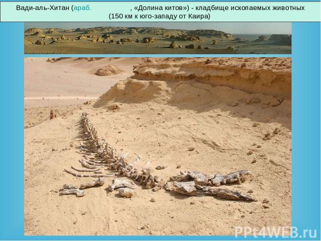 Вади-аль-Хитан (араб. وادي الحيتان , «Долина китов») - кладбище ископаемых животных (150 км к юго-западу от Каира)