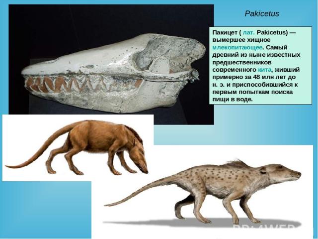 Pakicetus Пакицет ( лат. Pakicetus) — вымершее хищное млекопитающее. Самый древний из ныне известных предшественников современного кита, живший примерно за 48 млн лет до н. э. и приспособившийся к первым попыткам поиска пищи в воде.