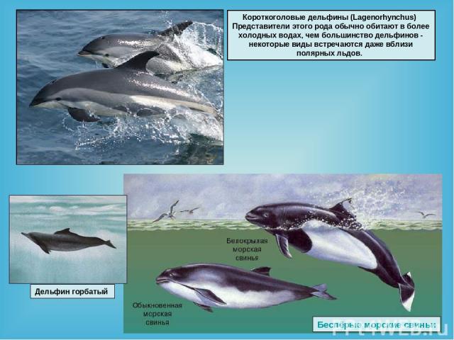 Короткоголовые дельфины (Lagenorhynchus) Представители этого рода обычно обитают в более холодных водах, чем большинство дельфинов - некоторые виды встречаются даже вблизи полярных льдов. Беспёрые морские свиньи Дельфин горбатый