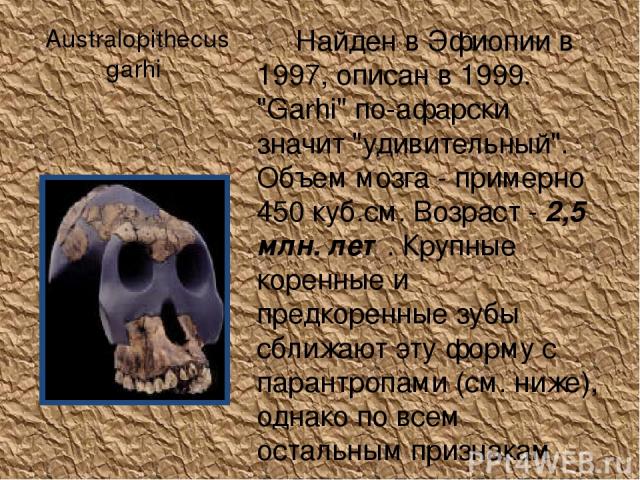 Australopithecus garhi Найден в Эфиопии в 1997, описан в 1999. 