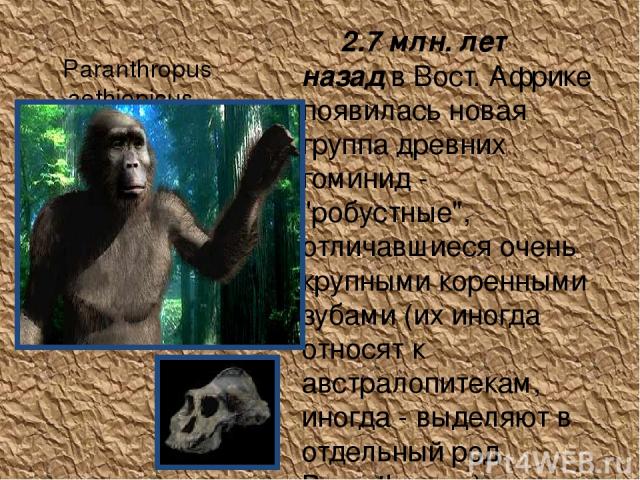 Paranthropus aethiopicus  2.7 млн. лет назад в Вост. Африке появилась новая группа древних гоминид - 