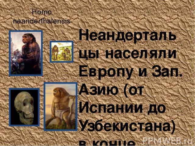 Homo neanderthalensis Неандертальцы населяли Европу и Зап. Азию (от Испании до Узбекистана) в конце плейстоцена (200 000 - 28 000 лет назад). Климат тогда был холоднее, и за время существования неандертальцев несколько раз наступали ледниковые эпохи…