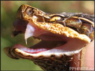 Встреча со змеёй Самая распространенная змея на территории России – гадюка Гадюк